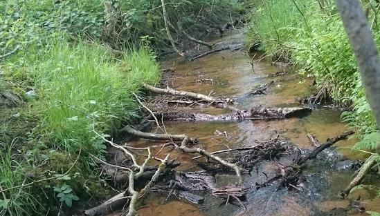 Vellykket samarbejde på trods i Vandråd Ringkøbing Fjord